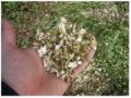 Picture of Biotrituratore Agrinova Zoe 50