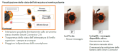 Smart Connector 2 Stihl
