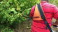 Scuotitore a gancio SP 401 Stihl