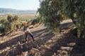 Scuotitore a batteria Stihl SPA 130
