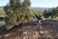 Scuotitore a batteria Stihl SPA 140