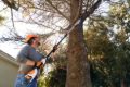 	Potatore Stihl HTA 50 a batteria con 1 AK 20 e 1 AL 101