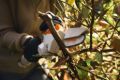Potatore a batteria Stihl GTA 20